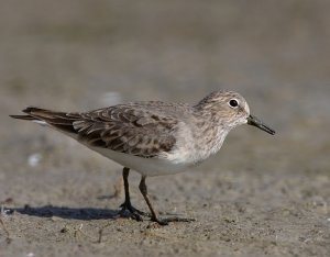 Temminck`s Stint