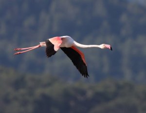 Lone Flamingo