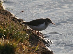 Spotted sandpiper