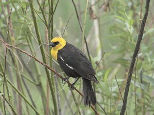 yellow-headed blackbird