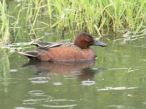 Cinnamon Teal