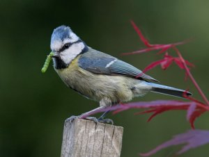 Youngsters to feed