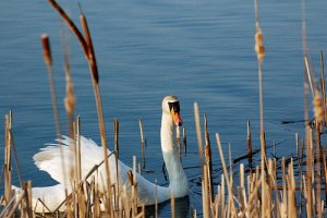 Mute Swan