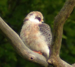 Red-footed Falcon