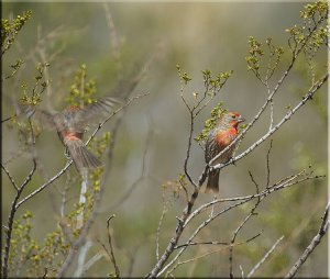 Orange Varient House Finches