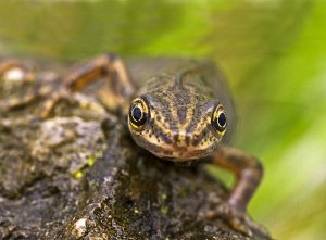 Common newt