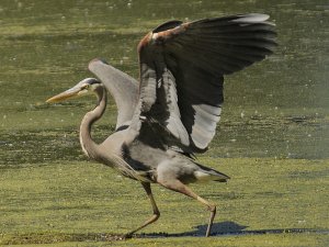 Great Blue Heron