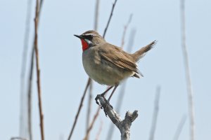 Yet another Rubythroat