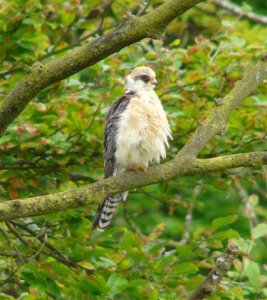 Red-footed Falcon