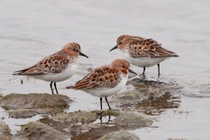 Red Necked Stints