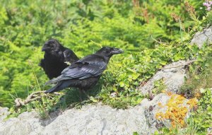 Pair of Ravens