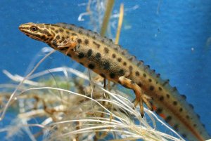 Common Newt - male