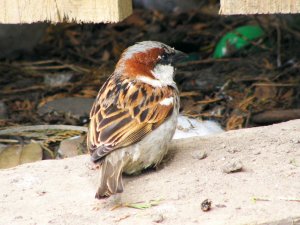 Ragged Male House Sparrow