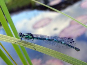 Azure damselfly (female)