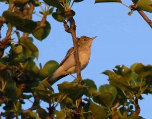 Olivaceous Warbler