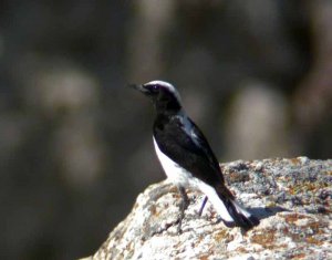 Finsch's Wheatear