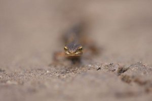 Common Newt