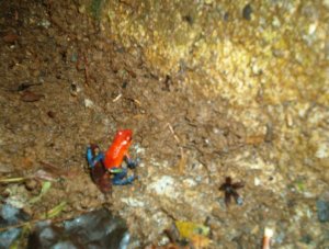 Blue Jeans Dart Frog