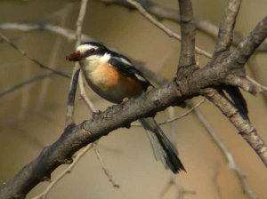 Masked Shrike