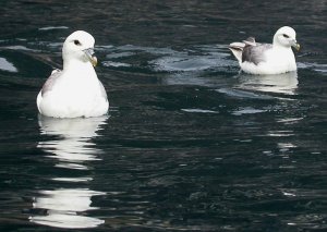 Tway fulmars