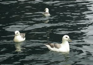 Tri Fulmar