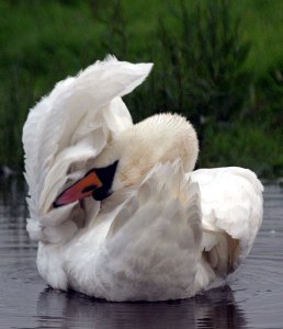 Juvenile Swan Preening