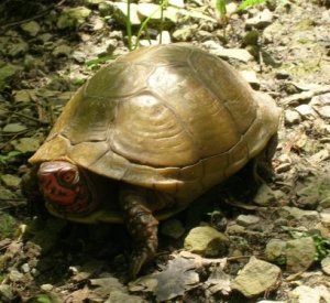 Three Toed Box Turtle