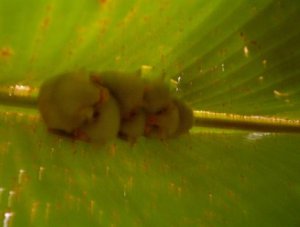 White Tent Bats