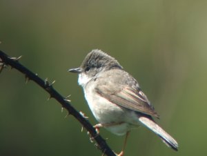 whitethroat17