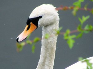 Mute swan head