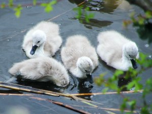 Mute swan cygnets