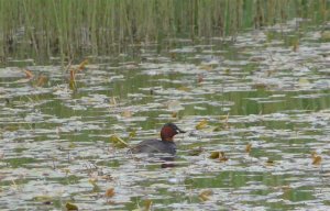 Little Grebe