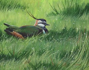 Lapwing painting