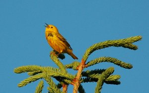 Yellow Warbler