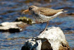 Spotted Sandpiper