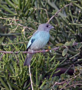 glaucous tanager