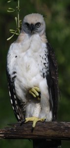 juvenile ornate hawk eagle