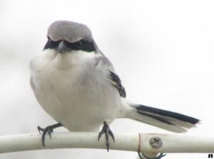 Loggerhead Shrike