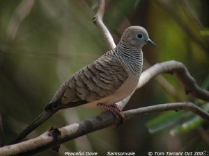 Peaceful Dove