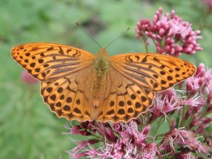 Silver washed fritillary (male)