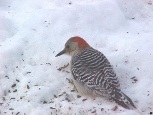 Red-bellied Woodpecker (female)