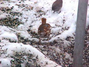 Fox Sparrow