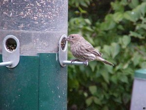 House Finch (female)