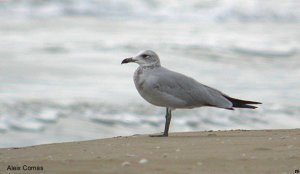 Audouin's Gull