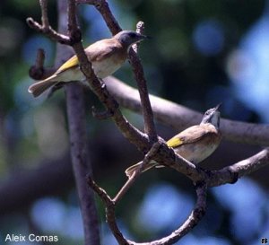 Rufous-Banded Honeyeater