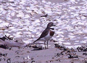 Double-banded Plover