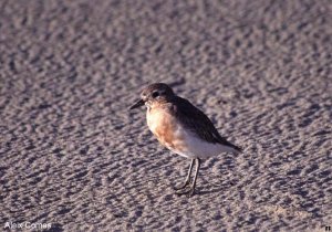 Red-breasted Dotterel