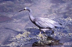 White-faced Heron