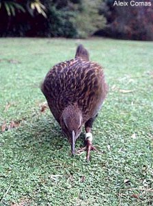 Weka