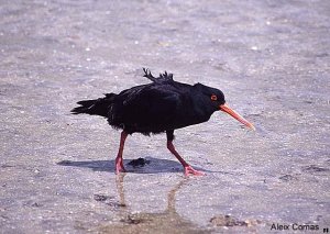 Variable oystercatcher